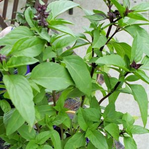 Potted Cinnamon Basil