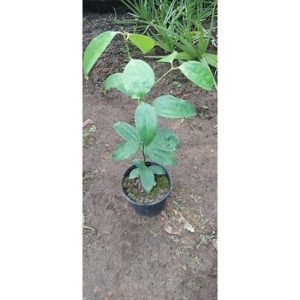 Potted Cinnamon Tree Seedling