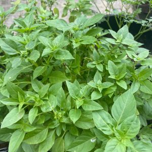 Potted Clove Basil Patminger Curry