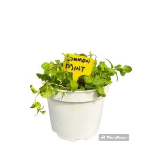 POTTED COMMON MINT