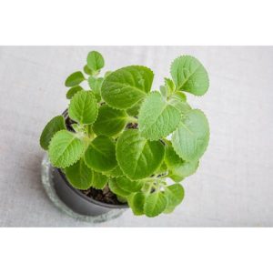 Potted Cuban Oregano