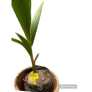 POTTED DWARF COCONUT