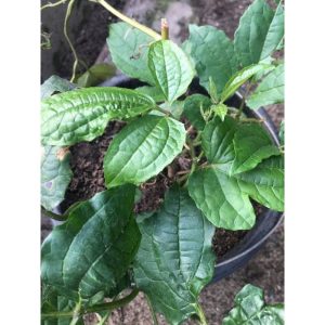 POTTED FLUTED PUMPKIN (UGWU)