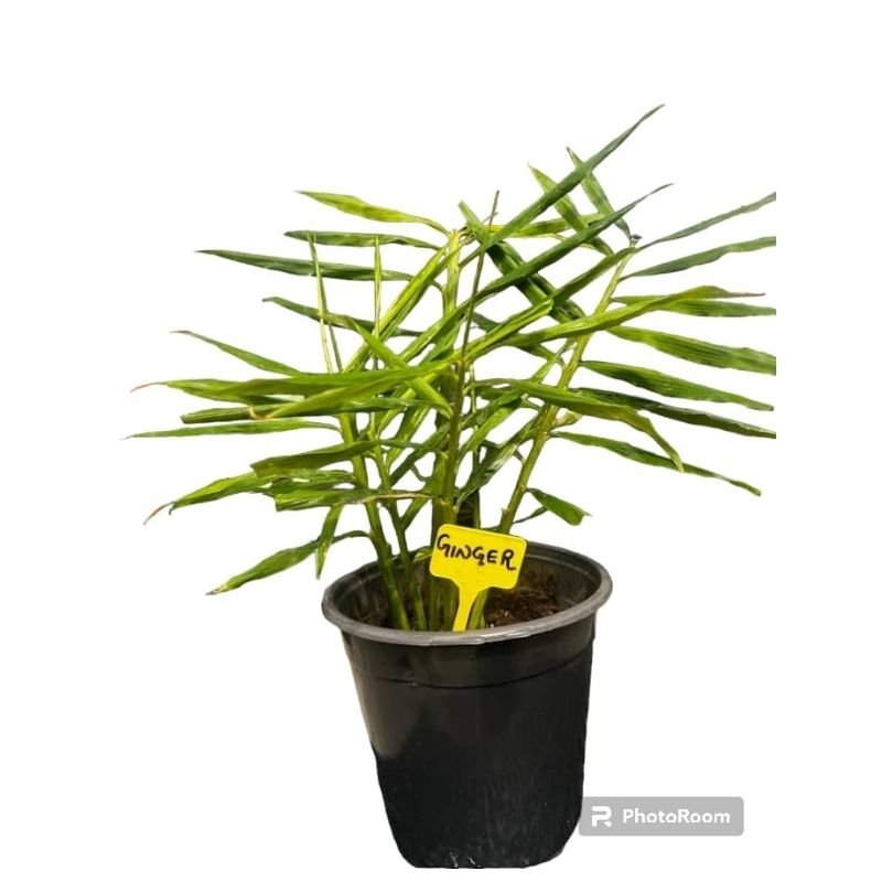 Potted Ginger