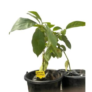 POTTED GRAFTED AVOCADO