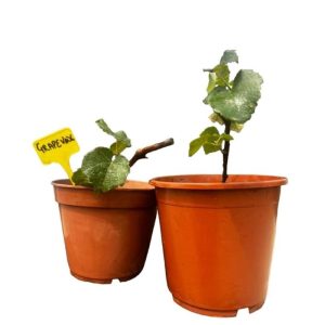 POTTED GRAPEVINE