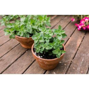 Potted Greek Oregano