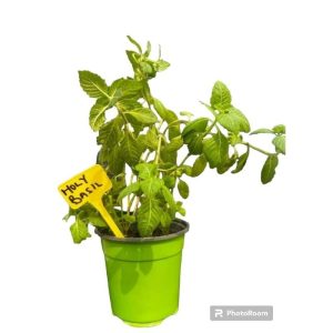 Potted Holy Basil