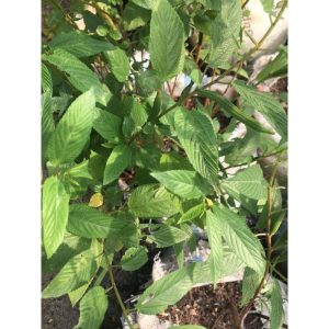 Potted Jute Mallow(Ewedu)