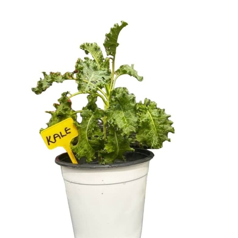 POTTED KALE