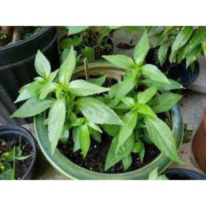 Potted King Of Bitters