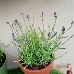 Potted Lavender