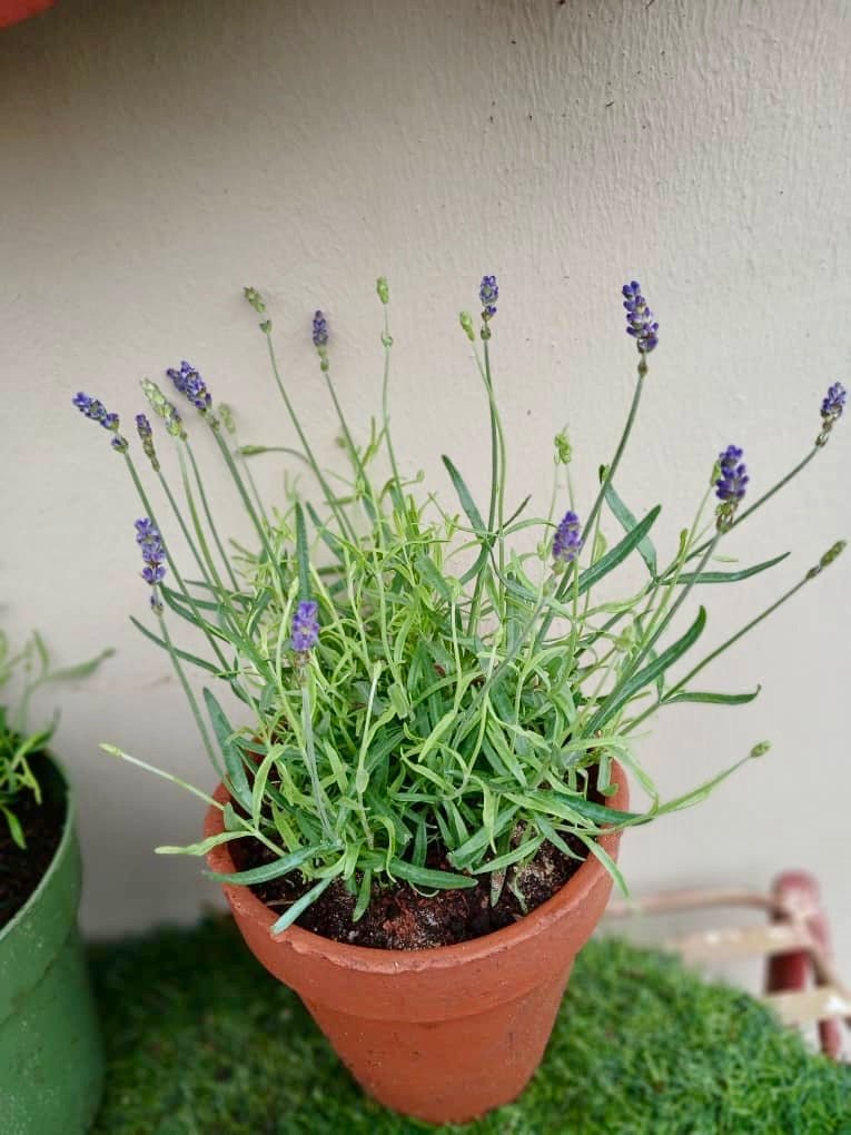 Potted Lavender