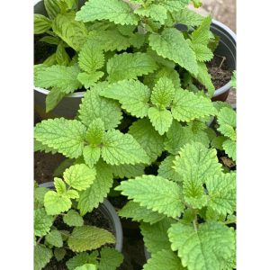 Potted Lemon Balm