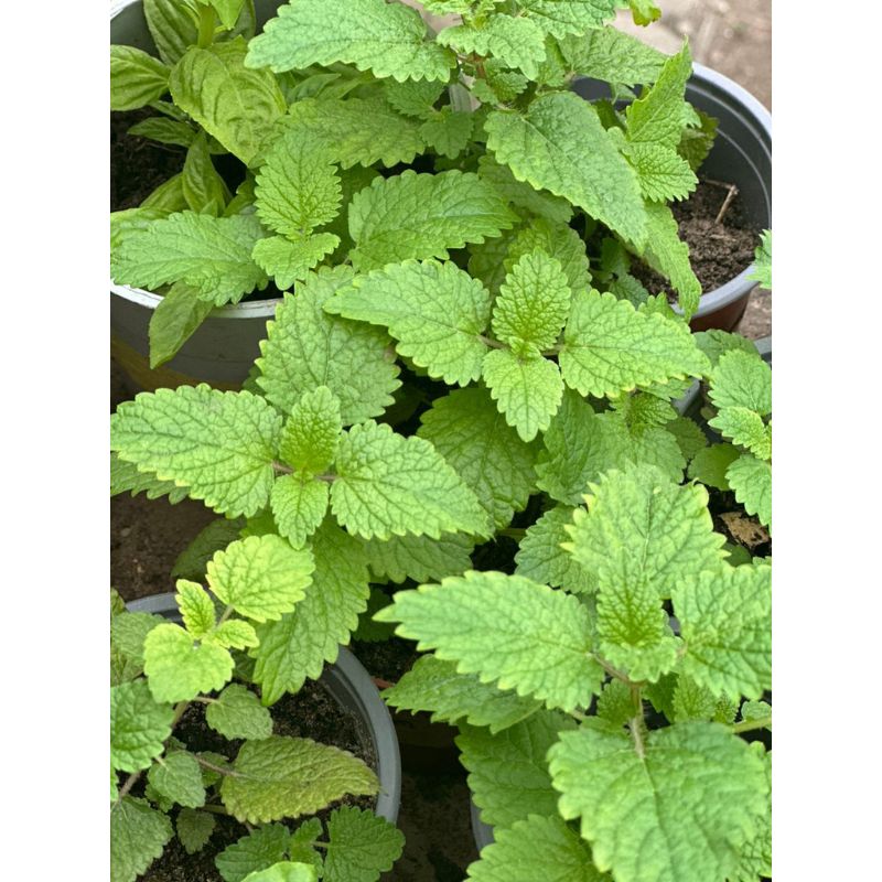 Potted Lemon Balm