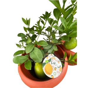 Potted Lemon Meyer Fruit Tree (Fruiting)
