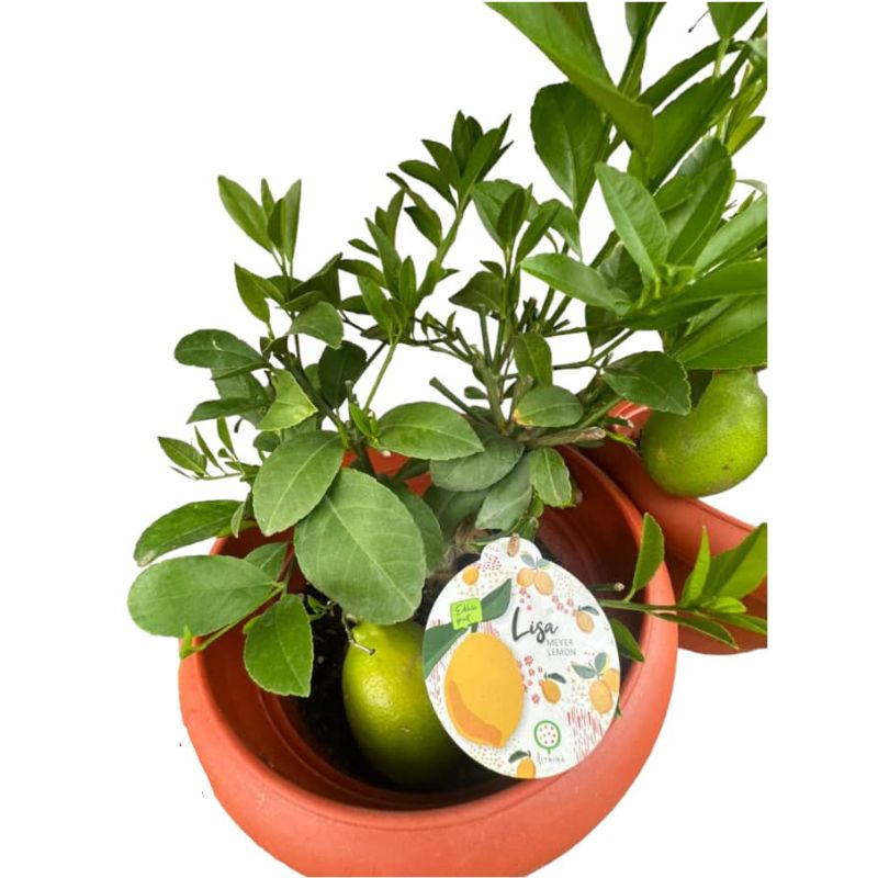 Potted Lemon Meyer Fruit Tree (Fruiting)