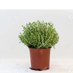 Potted Citrus Thyme