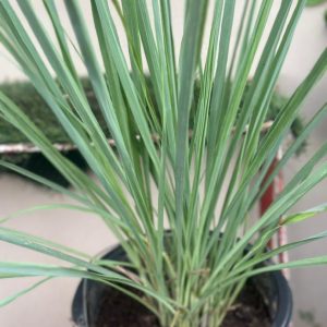 Potted Lemongrass