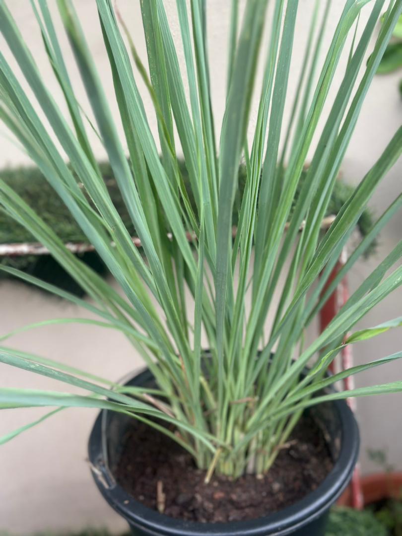 Potted Lemongrass