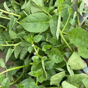 Potted Malabar Spinach Green