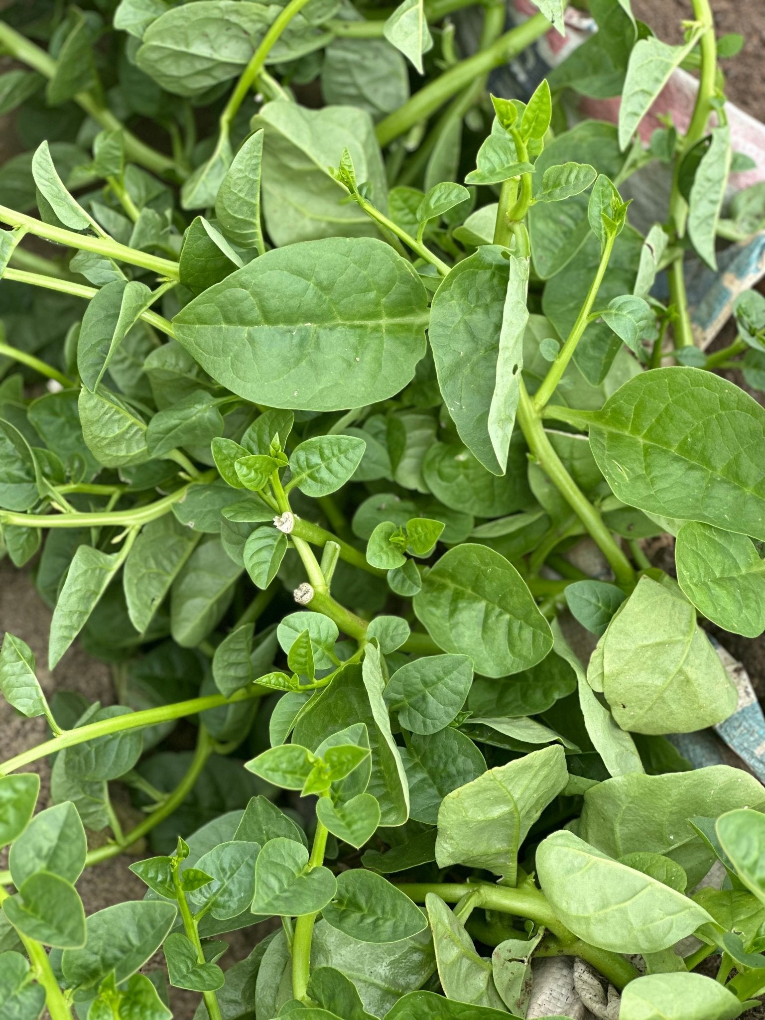 Potted Malabar Spinach Green