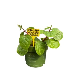 Potted Malabar Spinach Red
