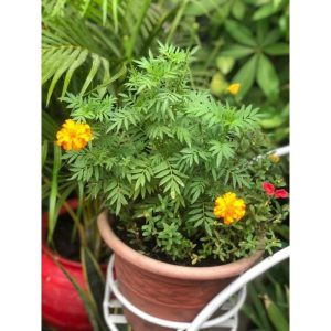 POTTED MARIGOLD