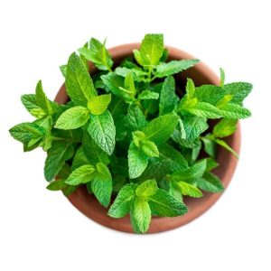Potted Apple Mint
