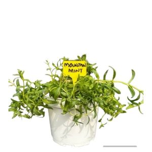 MOUNTAIN MINT HERB