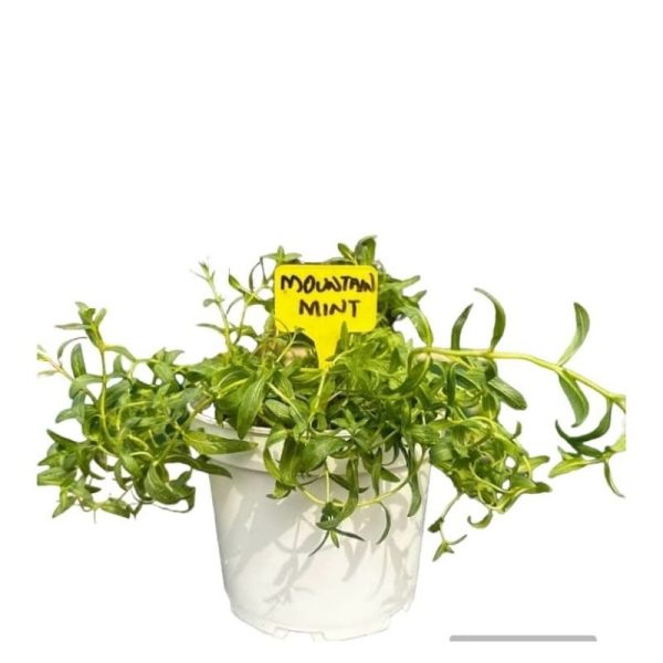 MOUNTAIN MINT HERB