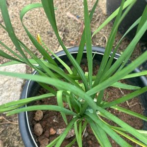 Potted Onion Chives
