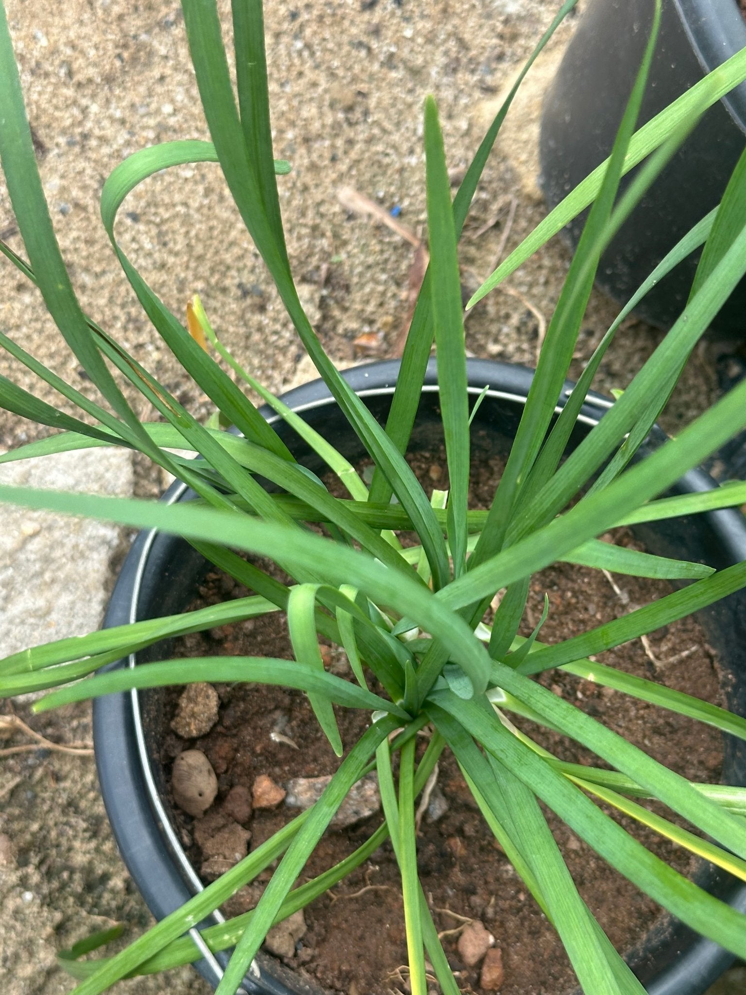 Potted Onion Chives
