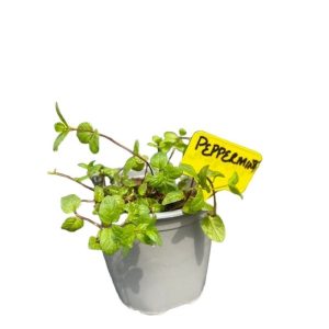 POTTED PEPPERMINT