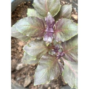 Potted Purple Basil