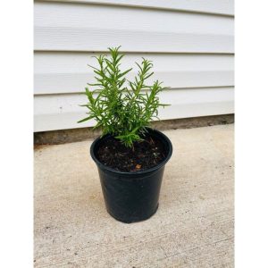 Potted Rosemary