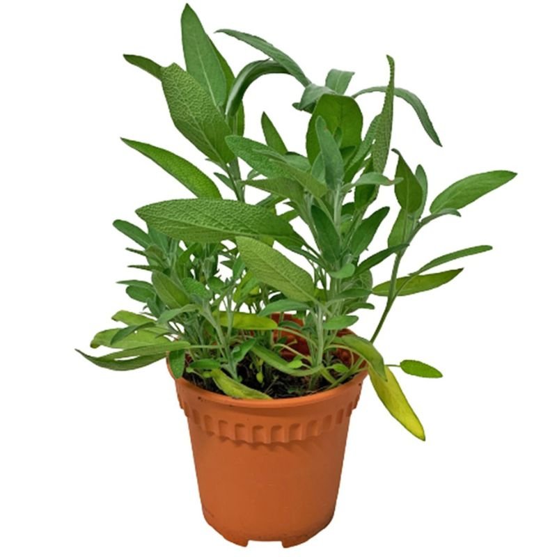 Potted Sage