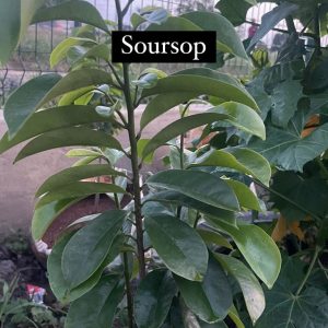POTTED SOURSOP