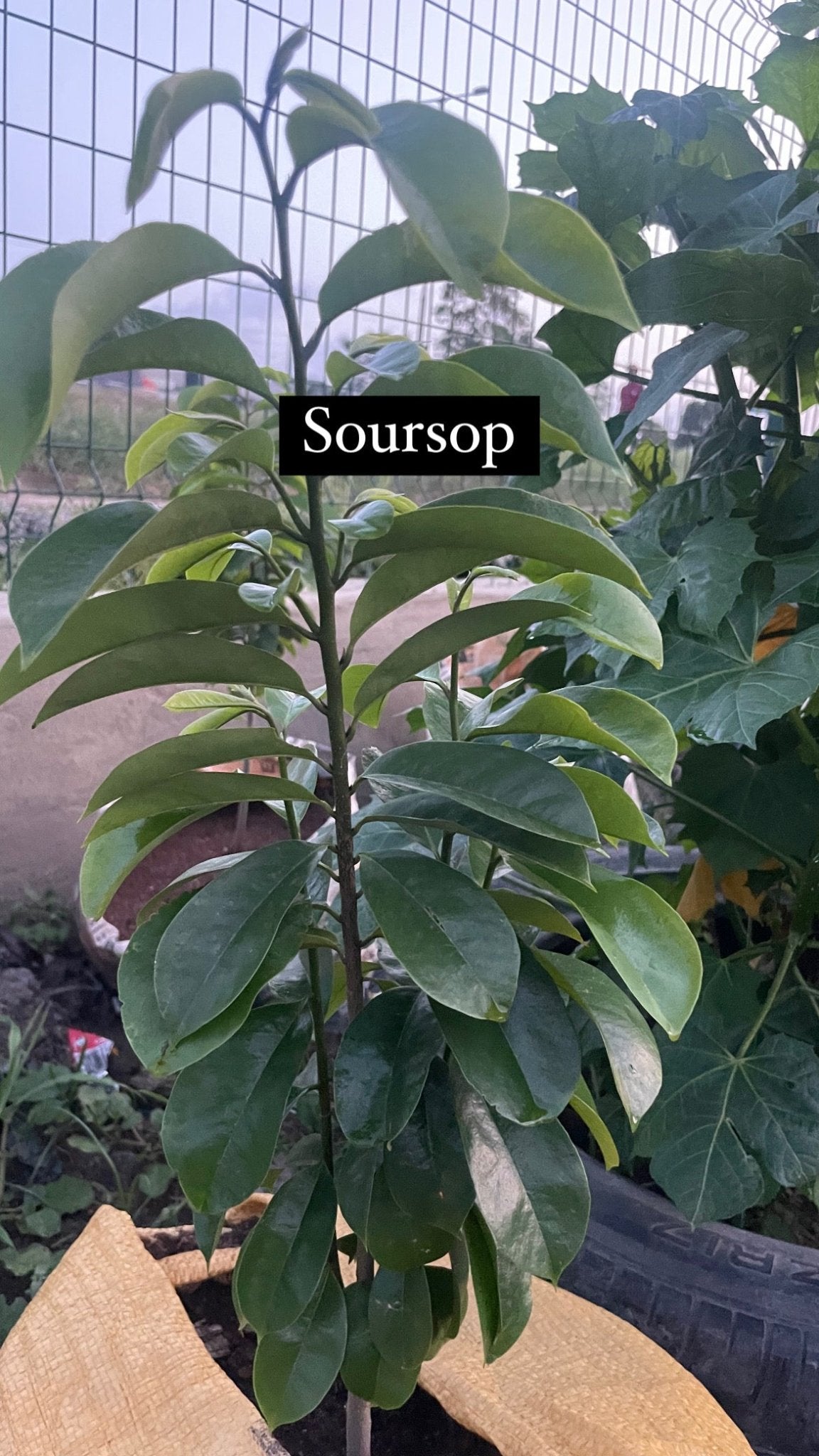 POTTED SOURSOP