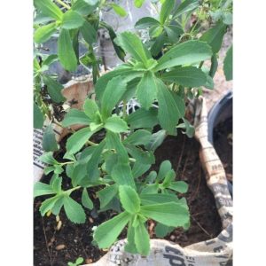 Potted Stevia