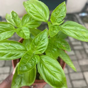 Potted Sweet Genovese Italian Basil