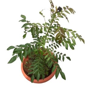 Potted Sweet Neem (Indian Curry).