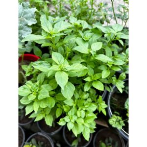 Potted Thai Basil