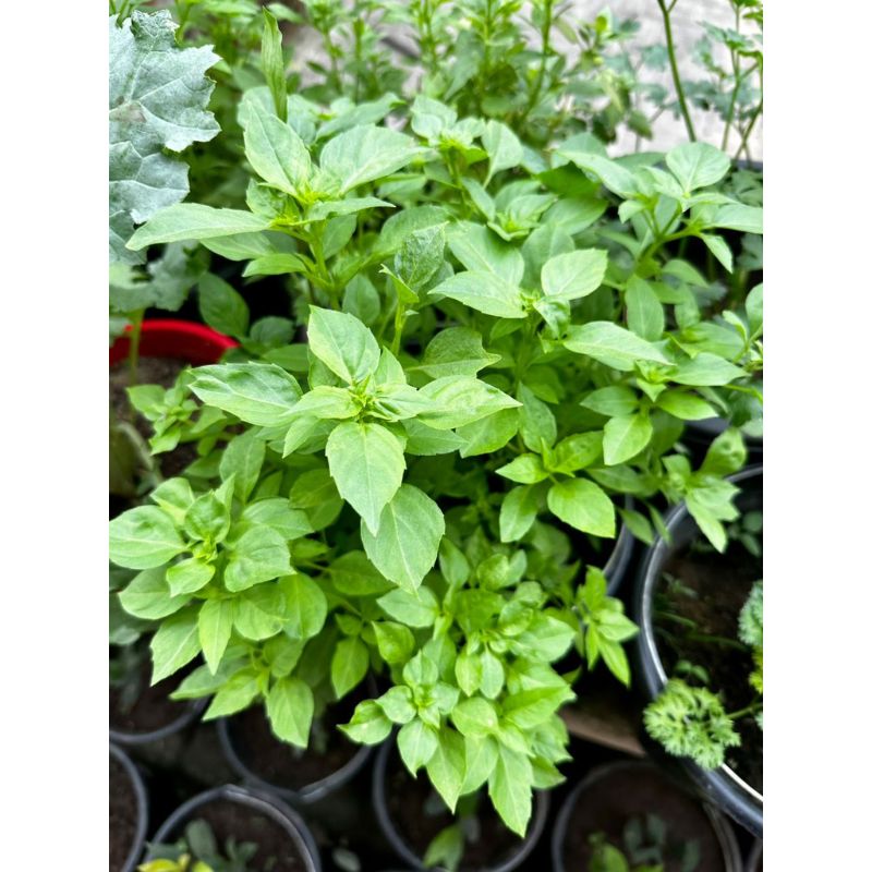 Potted Thai Basil