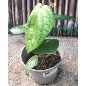 Potted Uziza