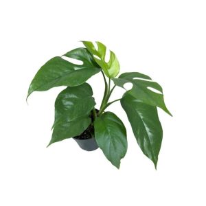 Rhaphidophora Tetrasperma-Mini-Monstera