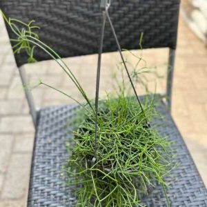 Rhipsalis Hanging pot mix 30cm