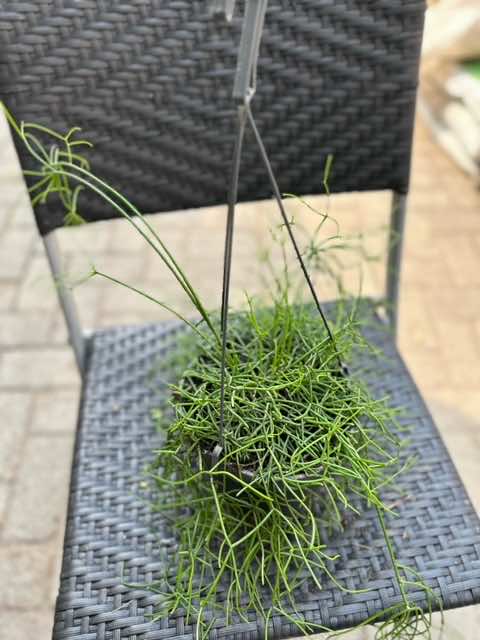 Rhipsalis Hanging pot mix 30cm