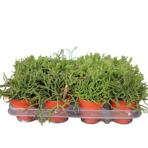Rhipsalis Mix