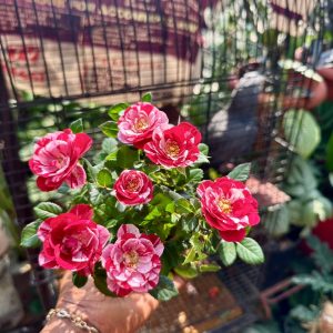 Rosa Gigi party (Roses)